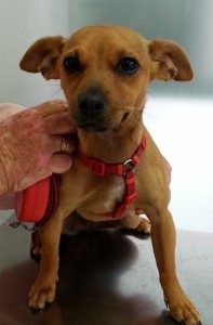 CANELA