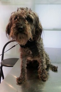 CUCA