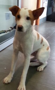 PERLA