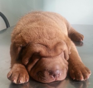 TAYSON