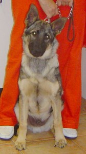danko