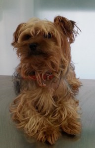 willi